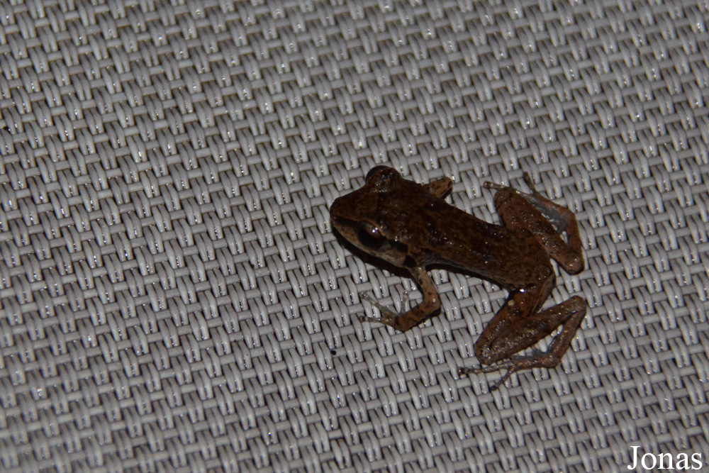 Eleutherodactylus johnstonei / Bouillante